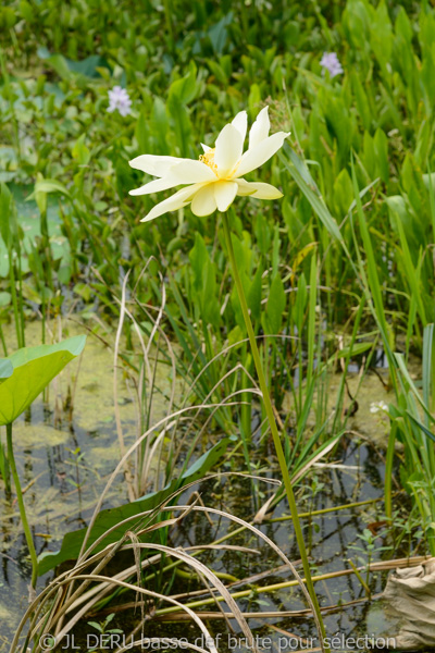 Brazos Bend State Park, TX, USA